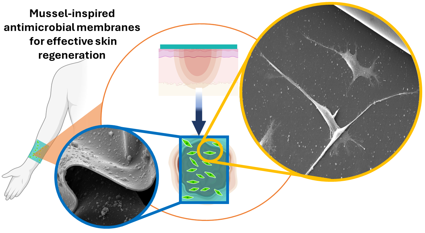 Mussel-inspired antimicrobial membranes for effective skin regeneration