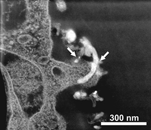 amino-functionalized multi-walled carbon nanotubes crossing the Blood-Brain Barrier