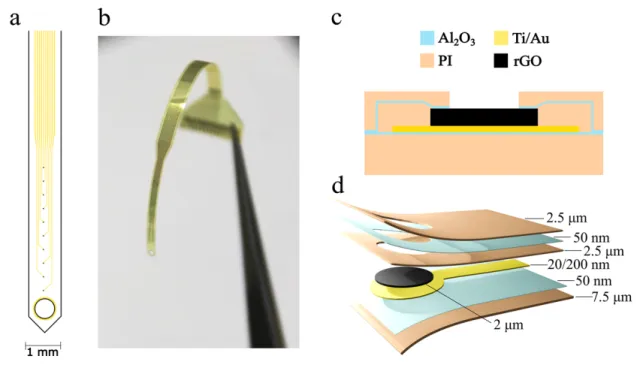 AEMD-Long-termGrapheneNeuralimplant.png